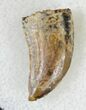 Small Tyrannosaur or Large Raptor Tooth - Judith River #19530-1